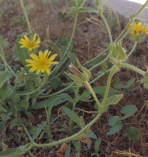 nel mio giardino - Helminthotheca echioides